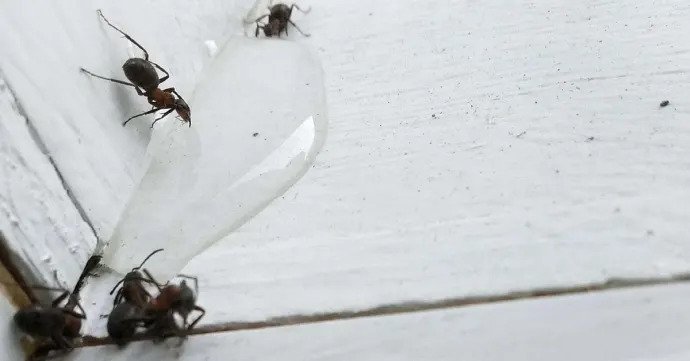 Nå kryper mauren inn i huset – disse tegnene bør du se etter
