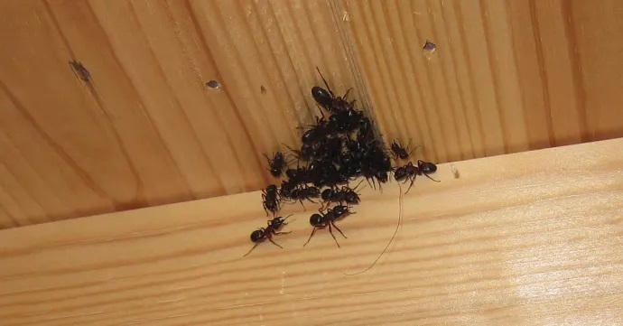 Maur inne på vinteren er et typisk tegn på angrep - dette bør du være oppmerksom på