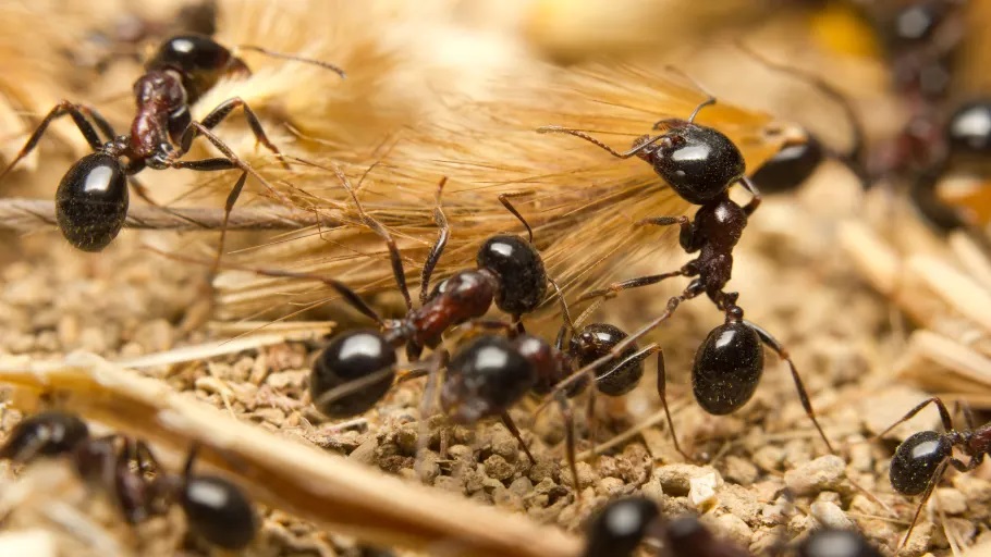 ​Nå våkner mauren, det er et sikkert vårtegn | Dette bør du gjøre
