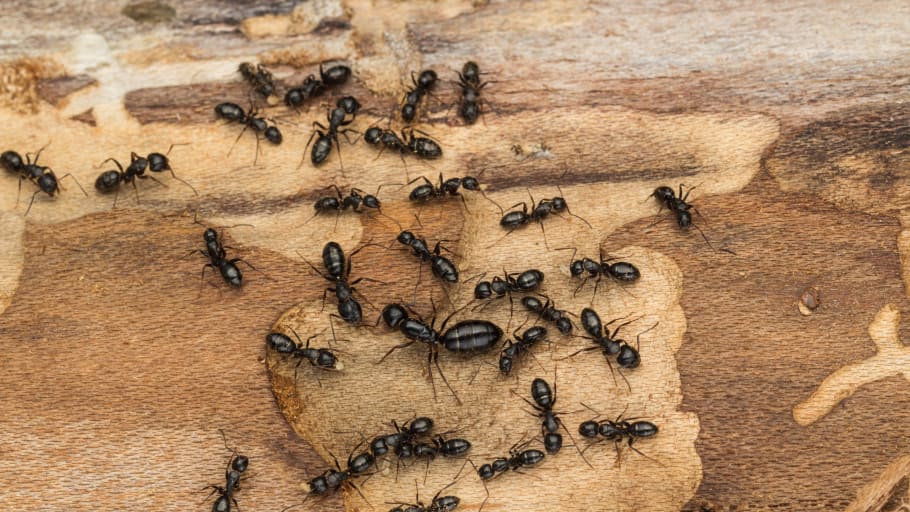 4 grunner til at du har maur inne – Slik unngår du maur i huset