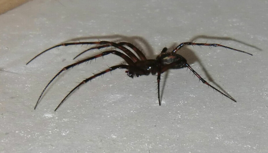HUSEDDERKOPPEN -Ikke ta livet av denne. «RenTox sin rådgiver gir gode råd om hvordan en skal bli kvitt edderkopper»