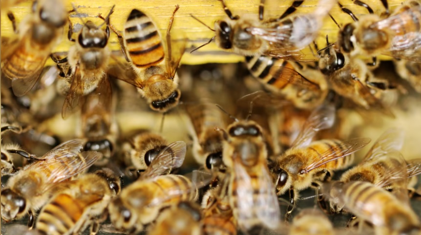 Norsk Hussoppforsikring har laget en artikkel om viktigheten av å se forskjell på veps og bier.