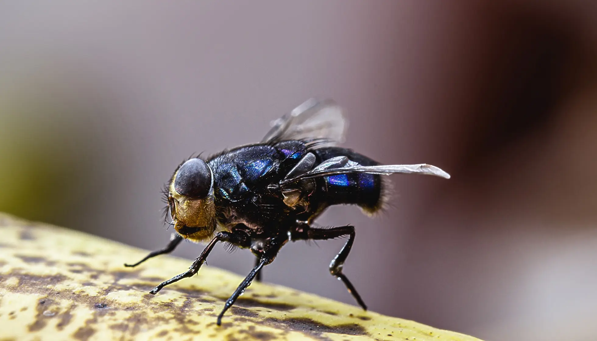 Rentox As